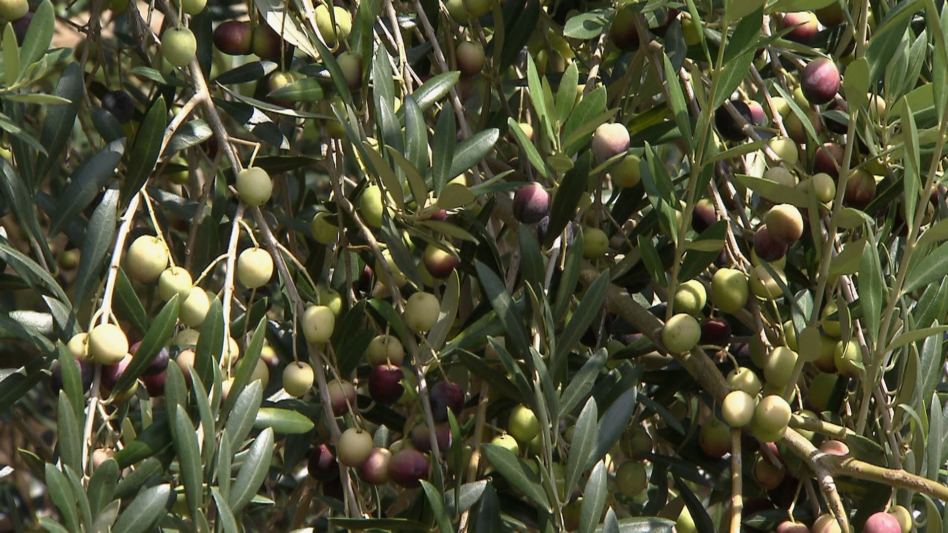 Get It Growing: Greece is not the only place to grow olive trees