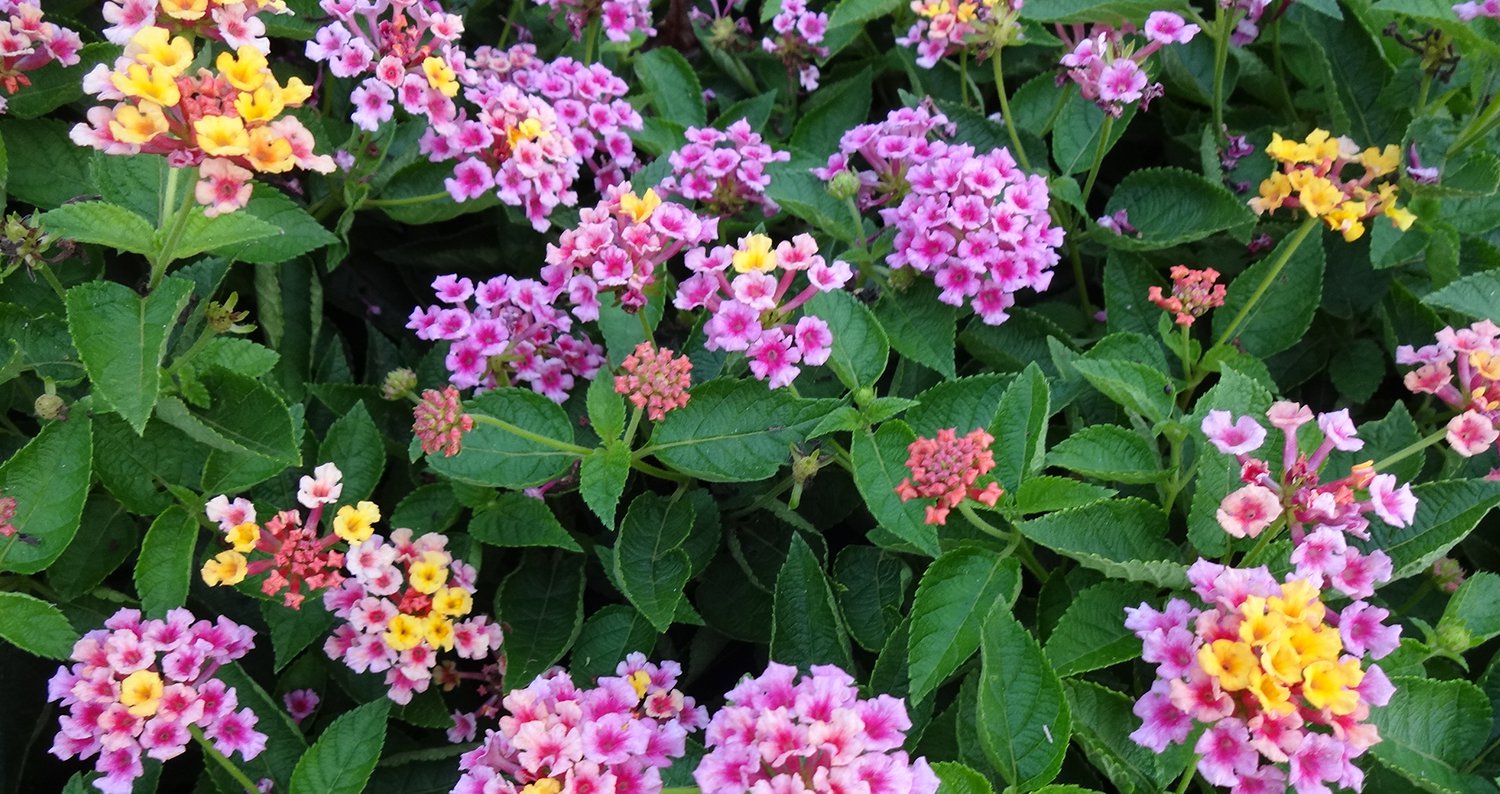 Roots, Shoots, Fruits & Flowers: Big Bird, Ailing Lantana, Garden Ants, & Late Garlic