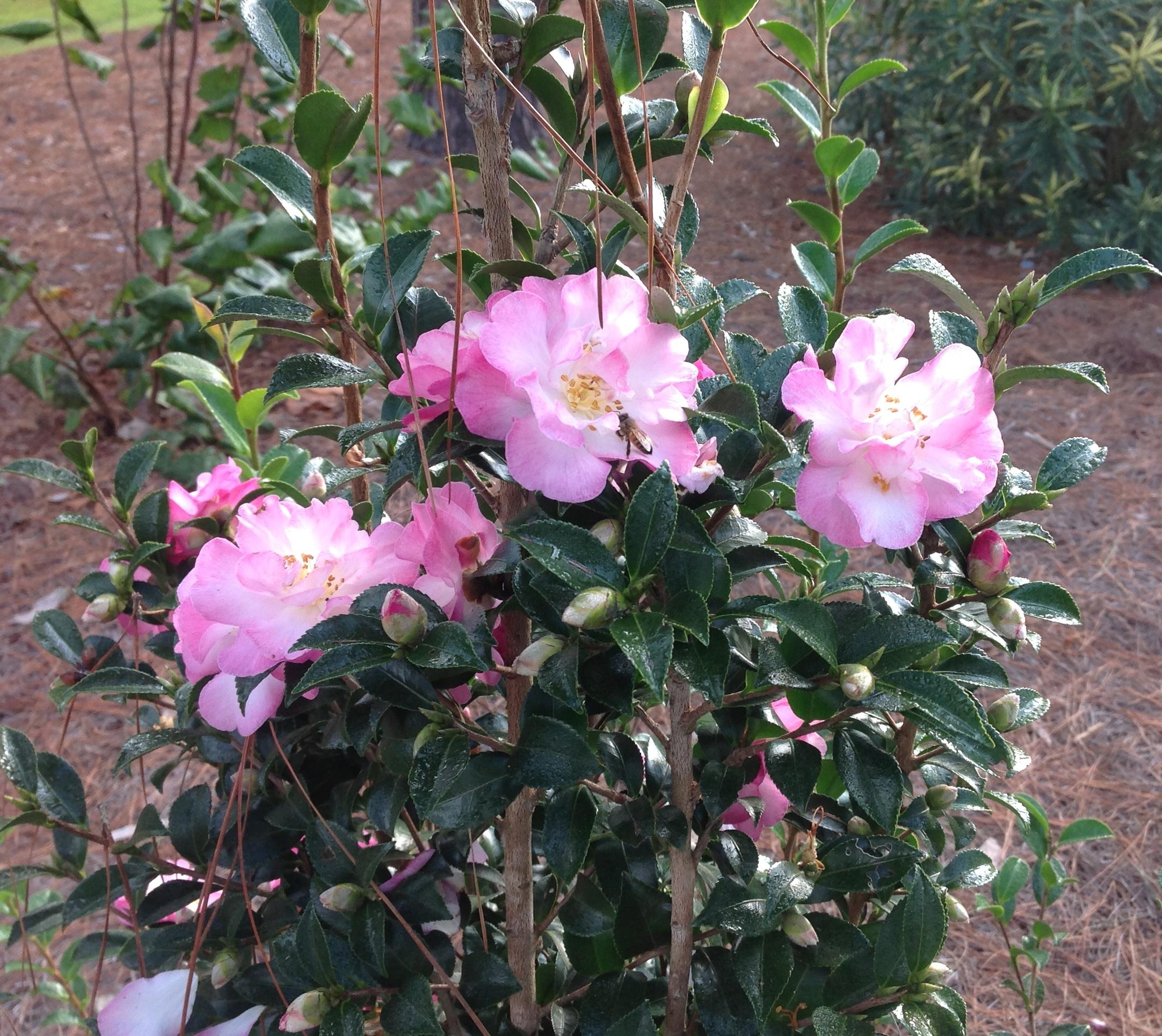 October Magic Camellias – Plants of the Week for Nov. 30 2015