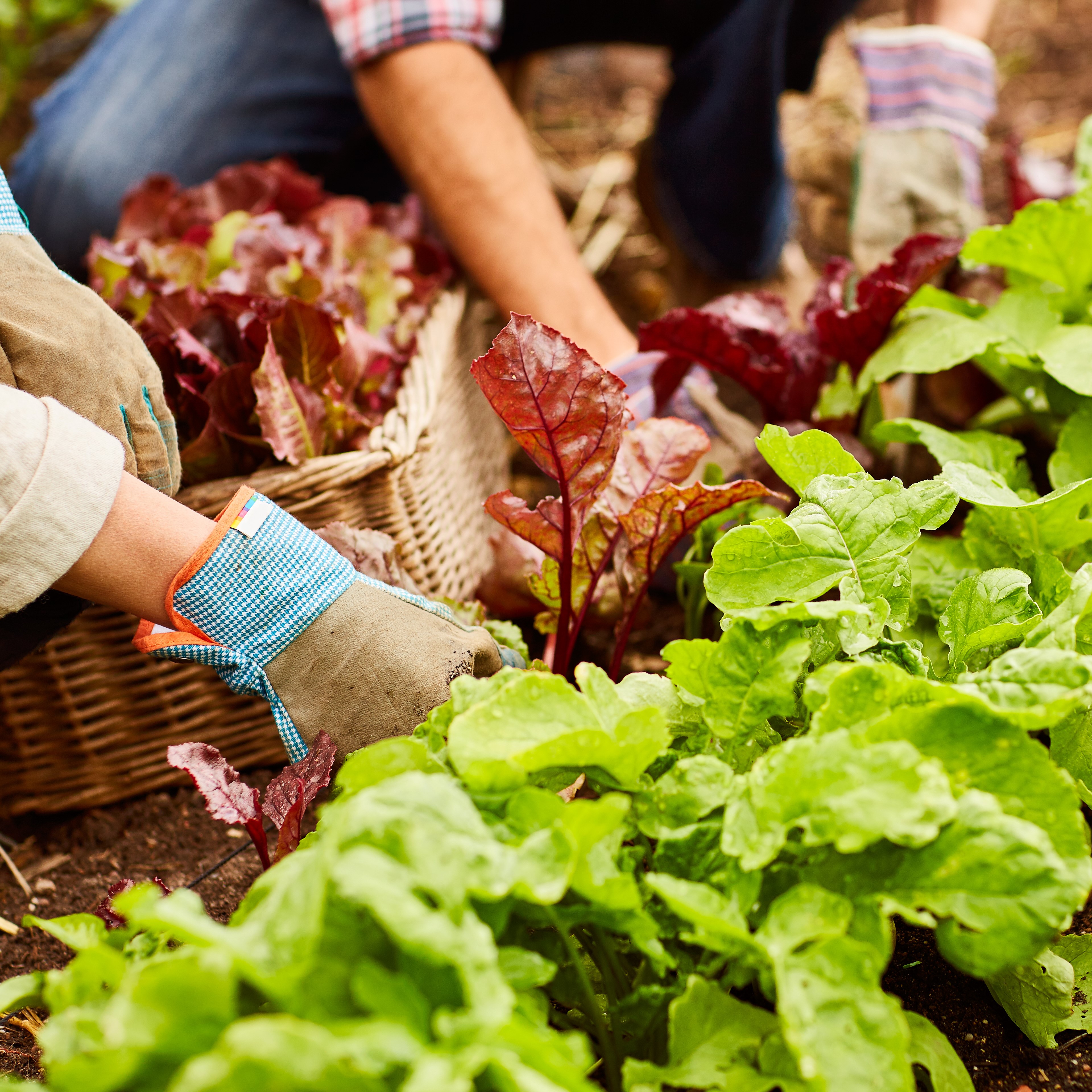 Gardening