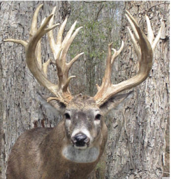 Photo of a deer
