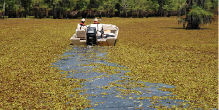 Giant salvinia