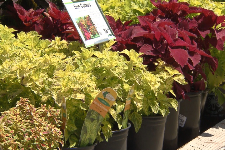 Colorful foliage that will last all summer
