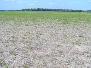 Thin soybean stand as a result of Rhizoctonia solani.