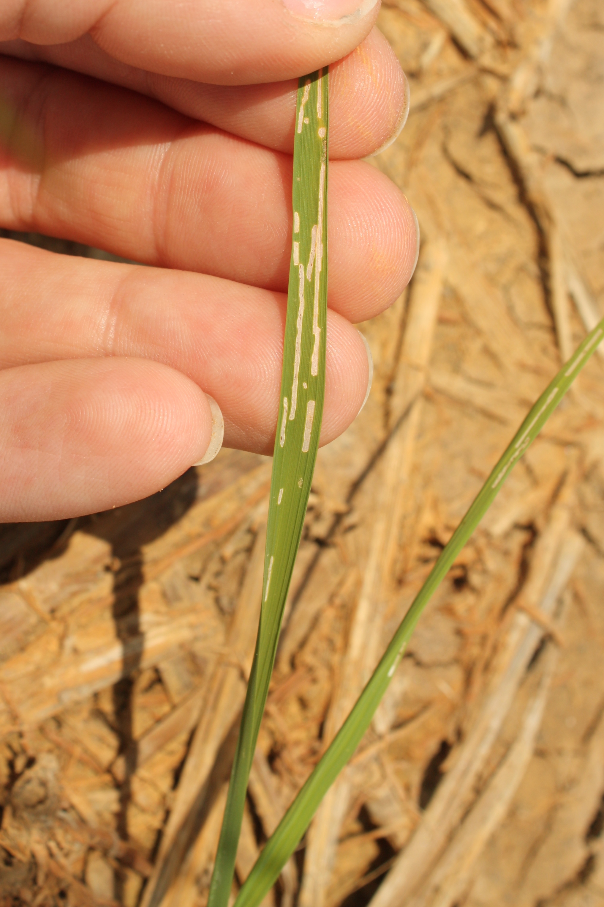 Feeding scars caused by rice water weevil adults. 