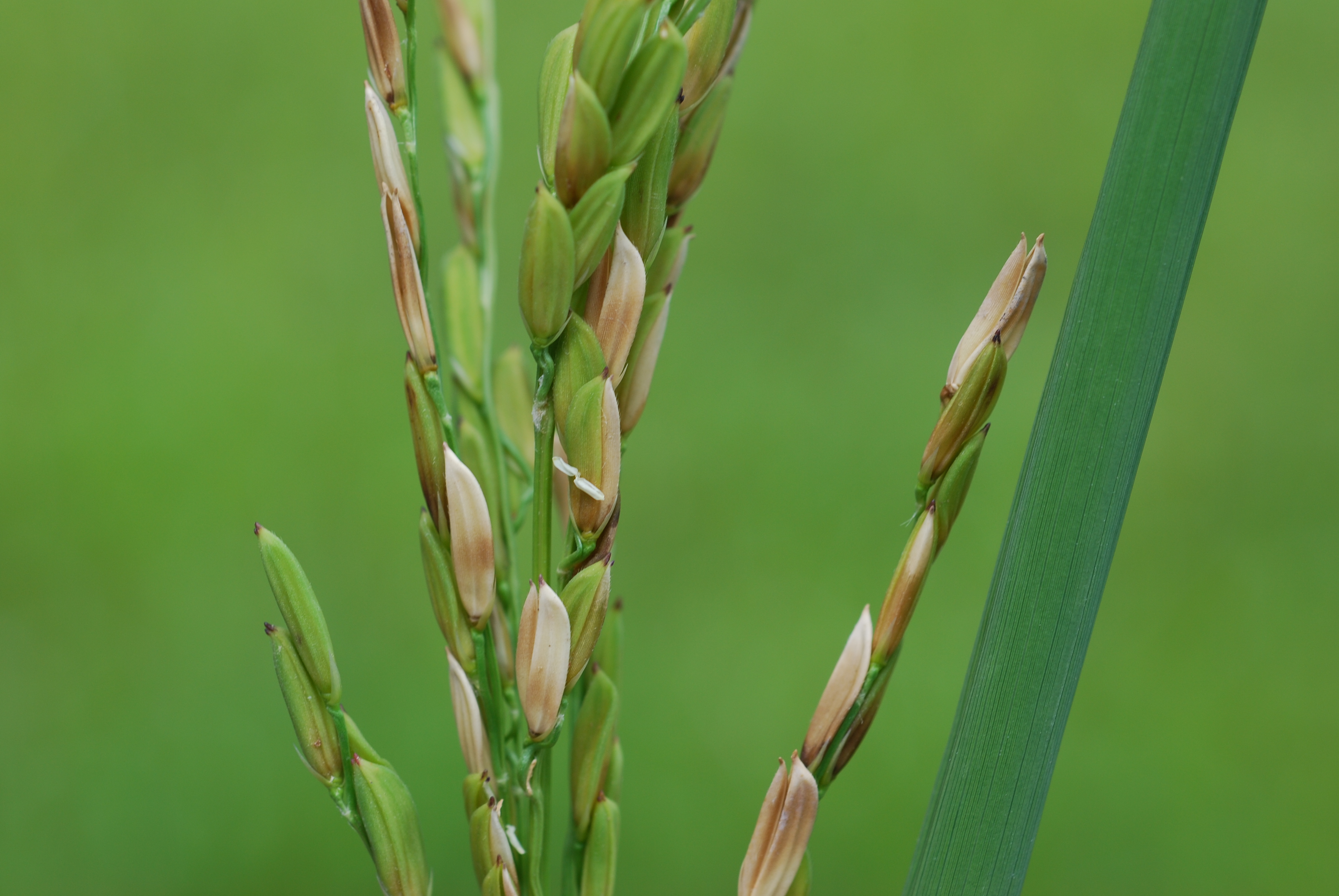 Bacterial Panicle Blight Infection