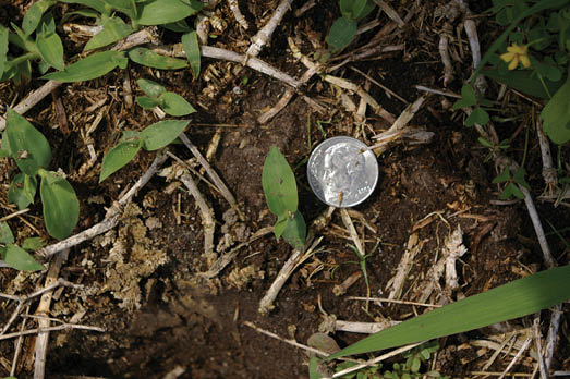Close up of a small plant emerging from the soil. A dime is put next to the seedling to show scale.