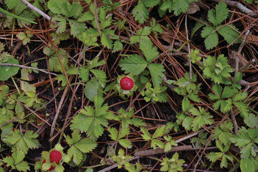 A plant with three lobed leaves with red fruit growing in turfgrass. There are pine needles scattered over the top of the weed.