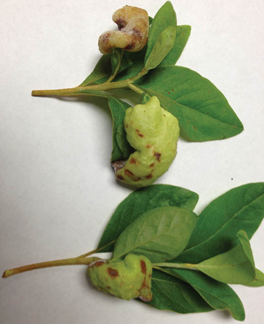 Two groups of azalea leaves laying flat on a white table. There are several protruding green galls on the leaves.