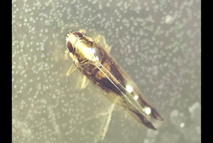 New rice pest could cause big problems for growers