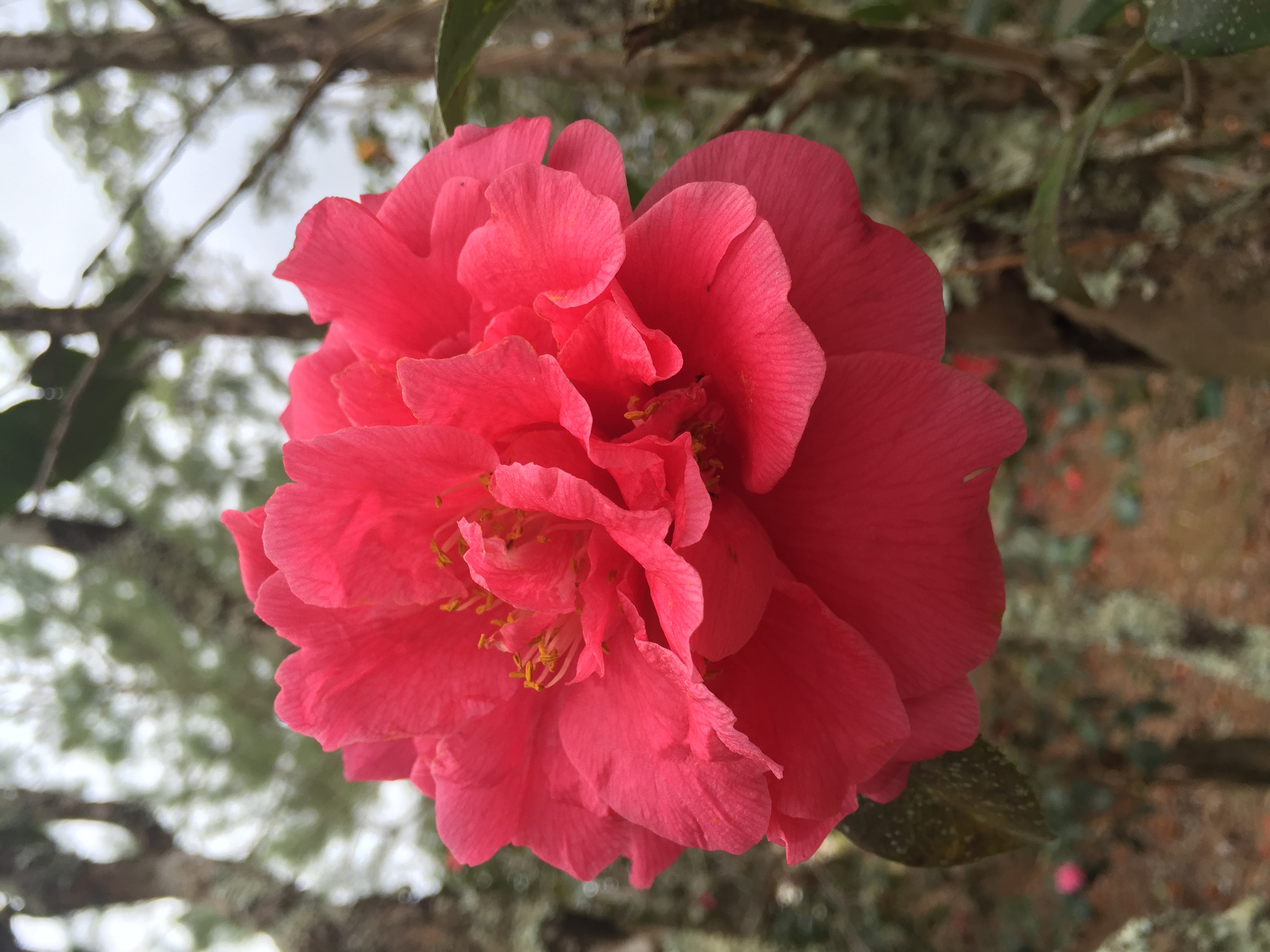 Camellia Garden Stroll set for Feb. 18 in Hammond 