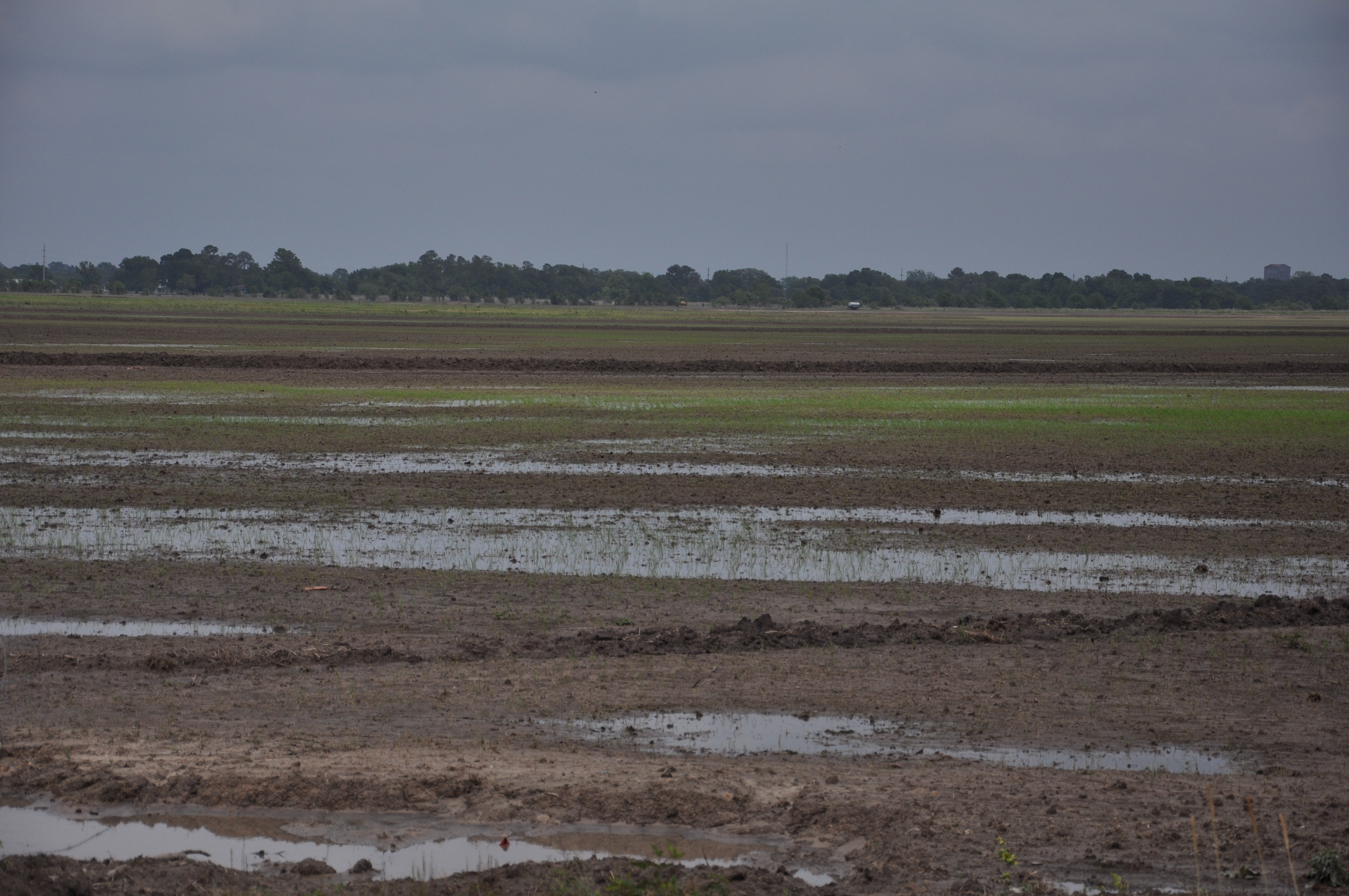 Billbug Infested Rice Field