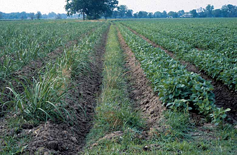 Fallow Period Cropping to Soybeans Can Provide Benefits