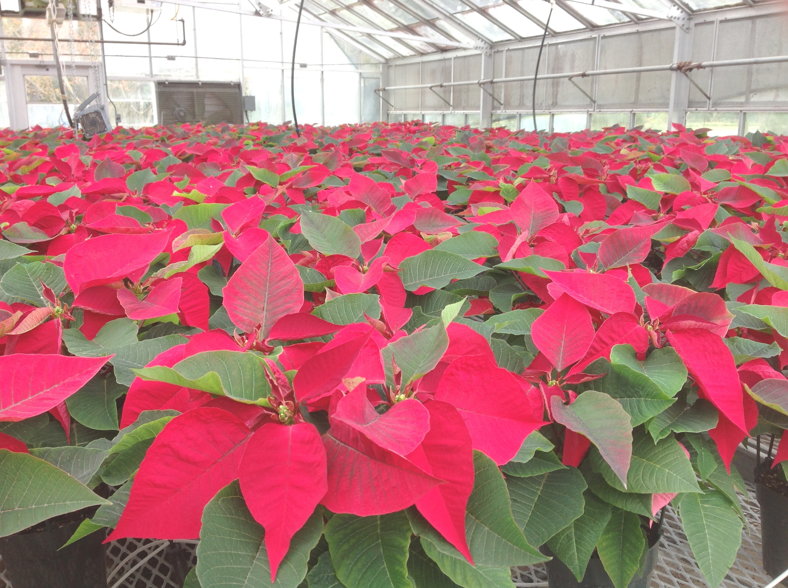 ’Tis the poinsettia season