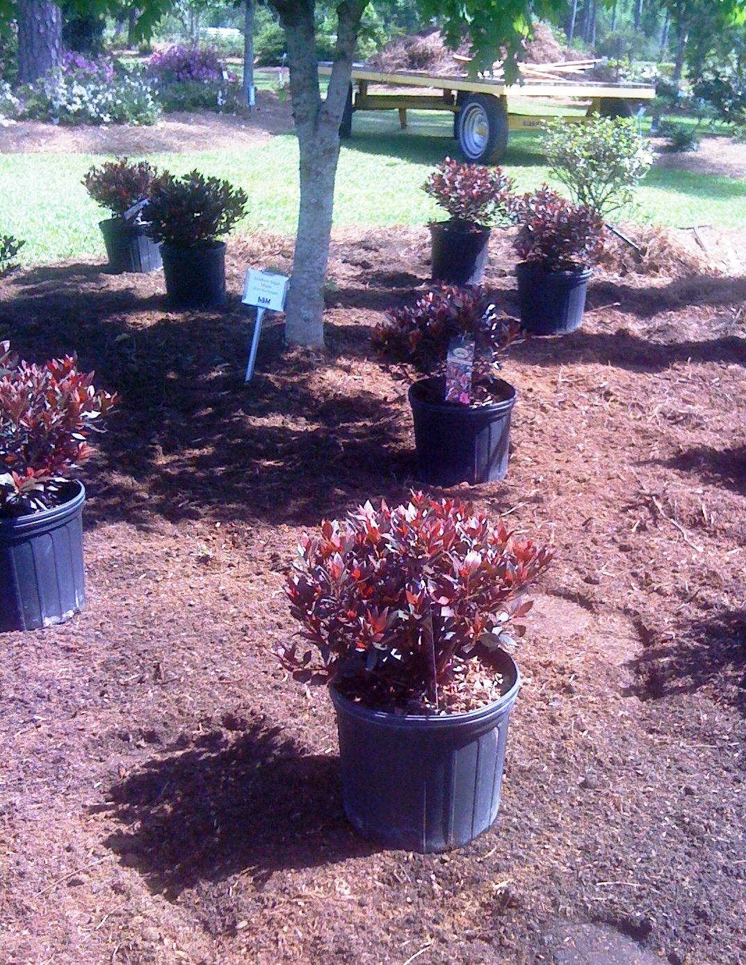Its time to take care of azaleas
