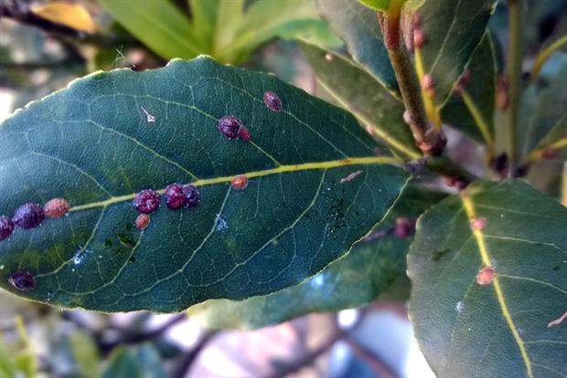 Lichen & Scale Insects