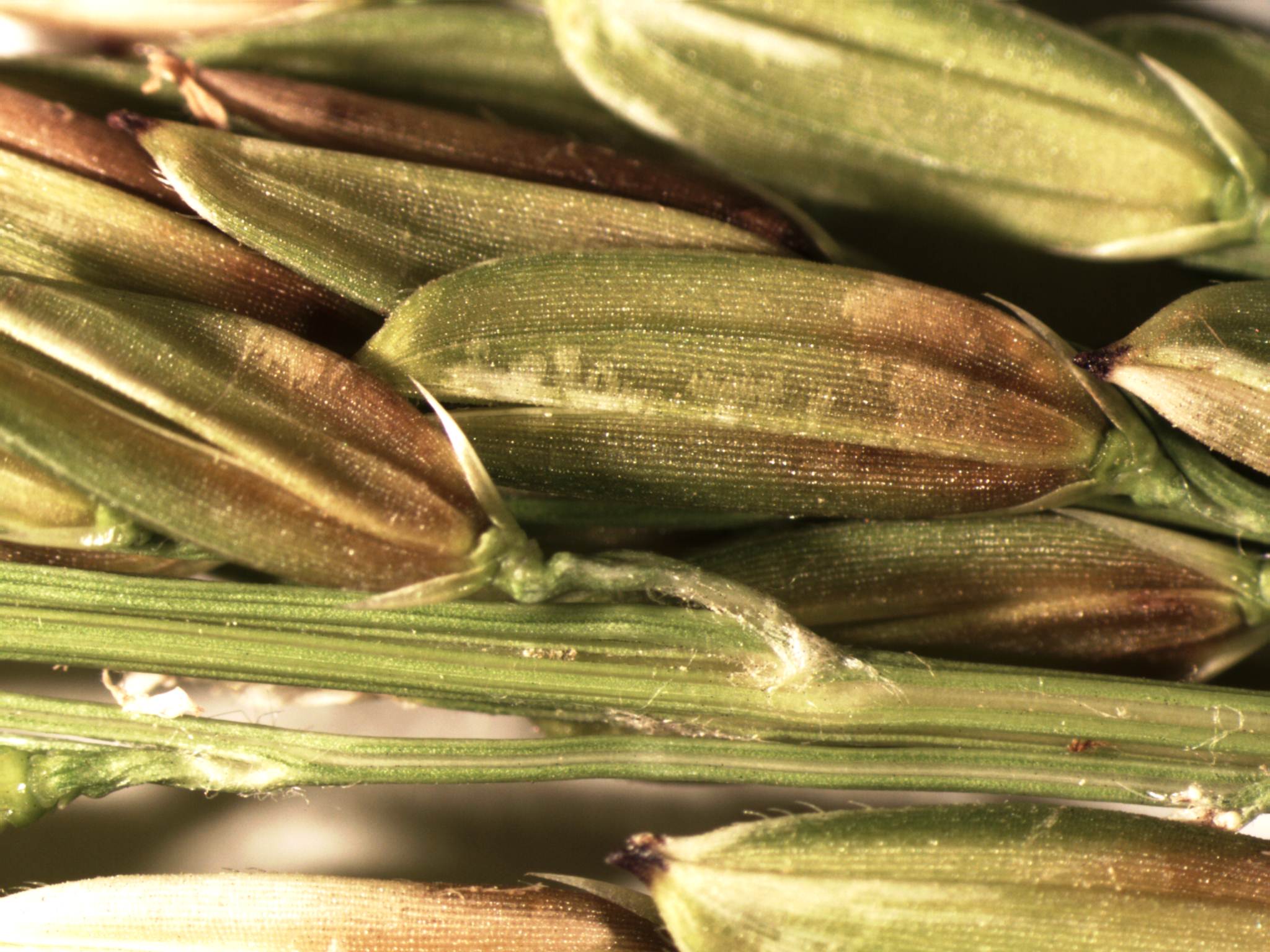 Early Bacterial Panicle Blight Pathogen Infection