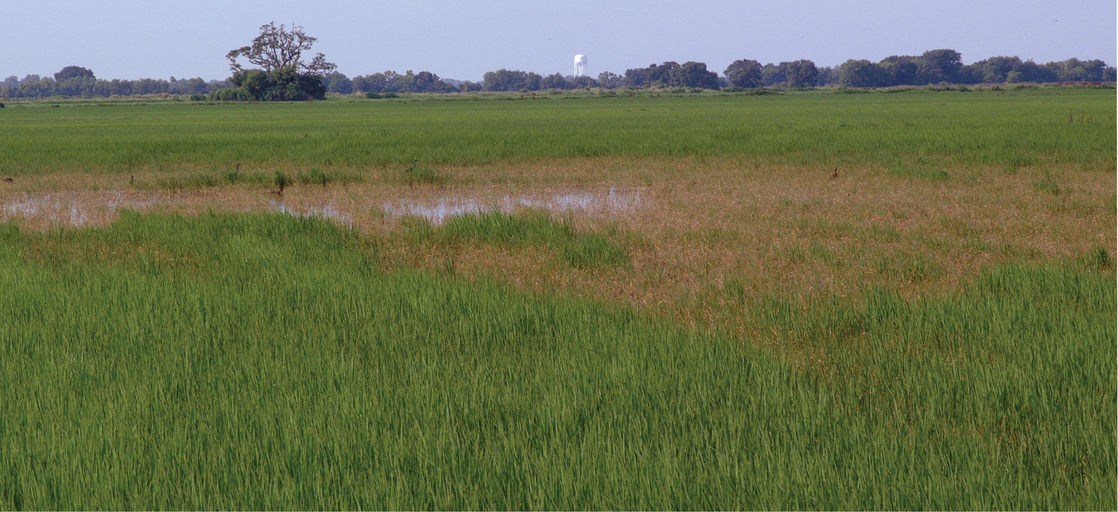 Zinc: An essential micronutrient in Louisiana rice