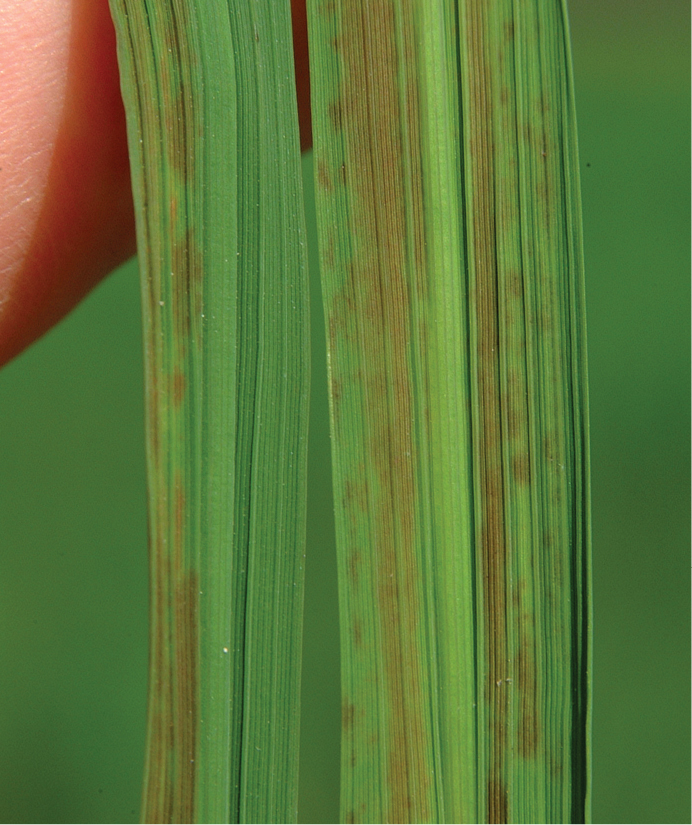 Bronzing of rice leaves due to zinc