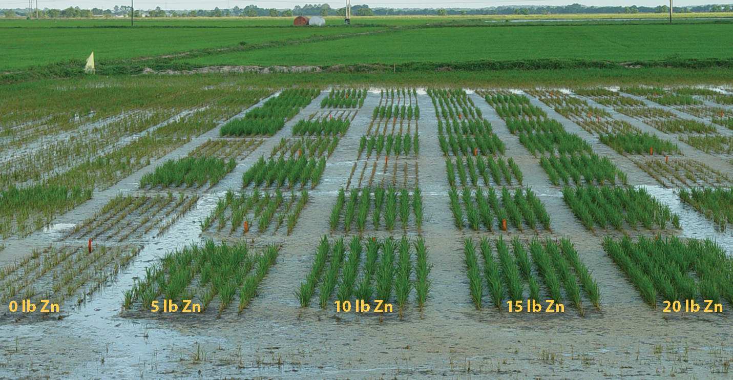 Rice field