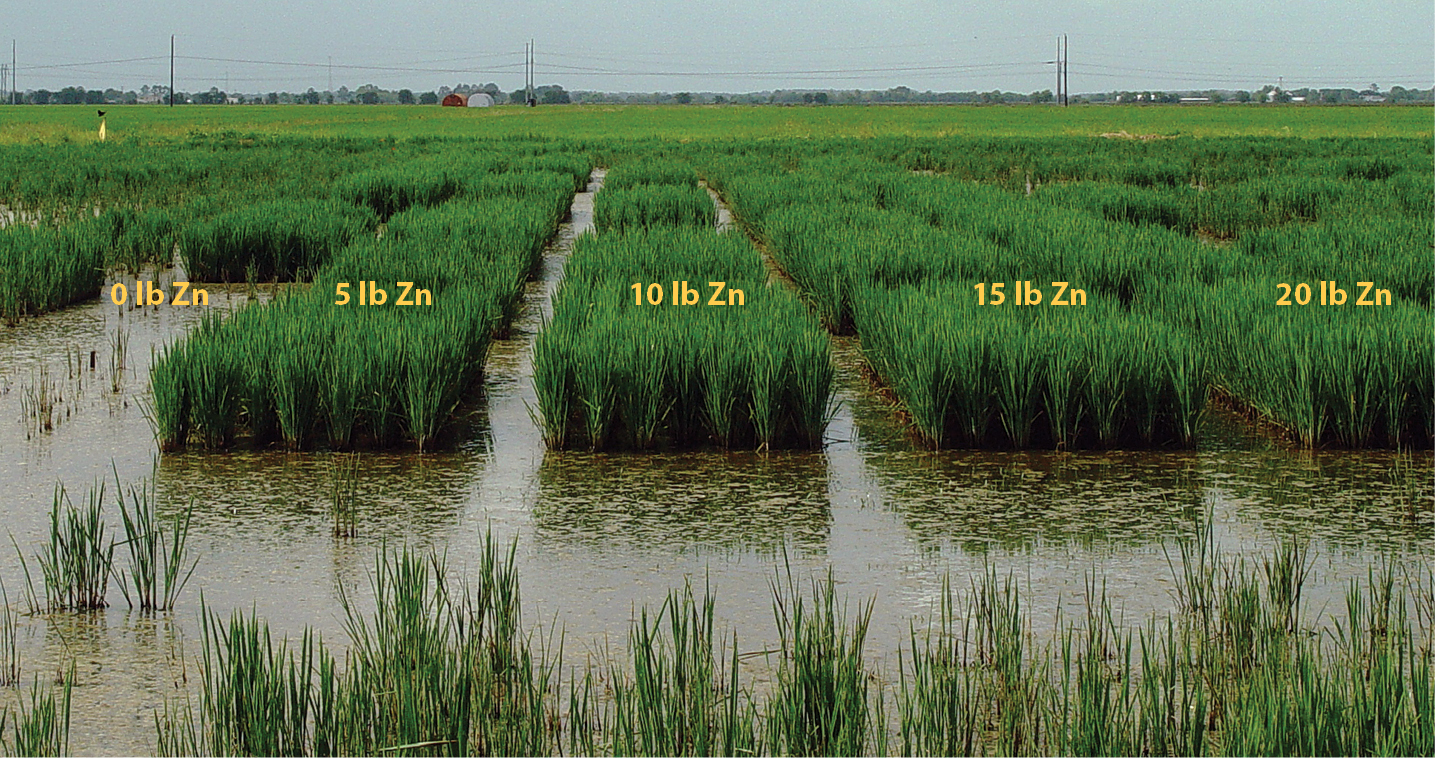 Rice response to varying rate of zinc