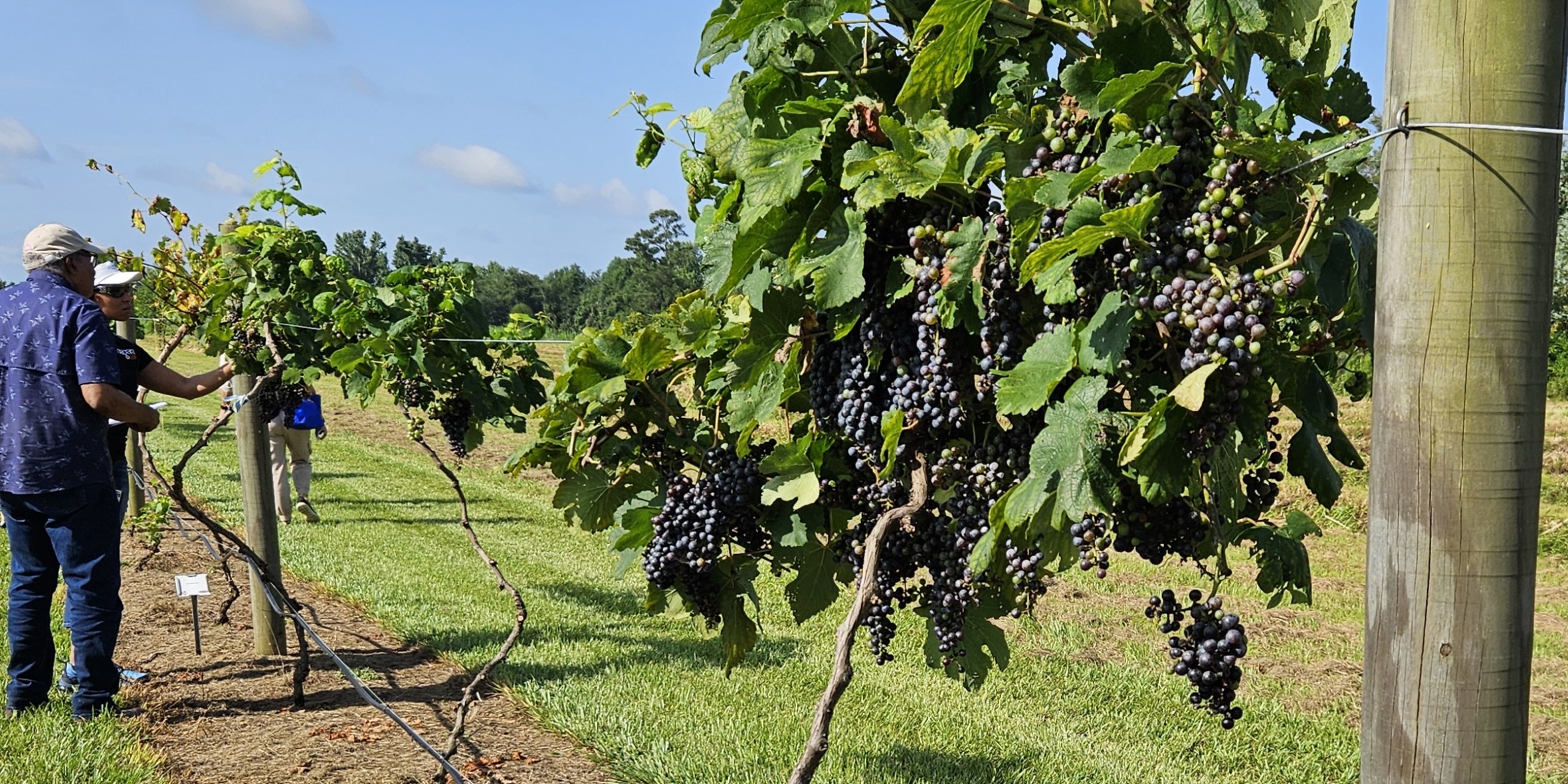 We Can Grow Bunch Grapes with Good Variety Selection and Some Effort