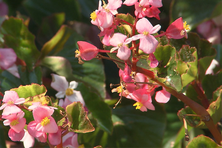 Louisiana Super Plant – BabyWing begonia
