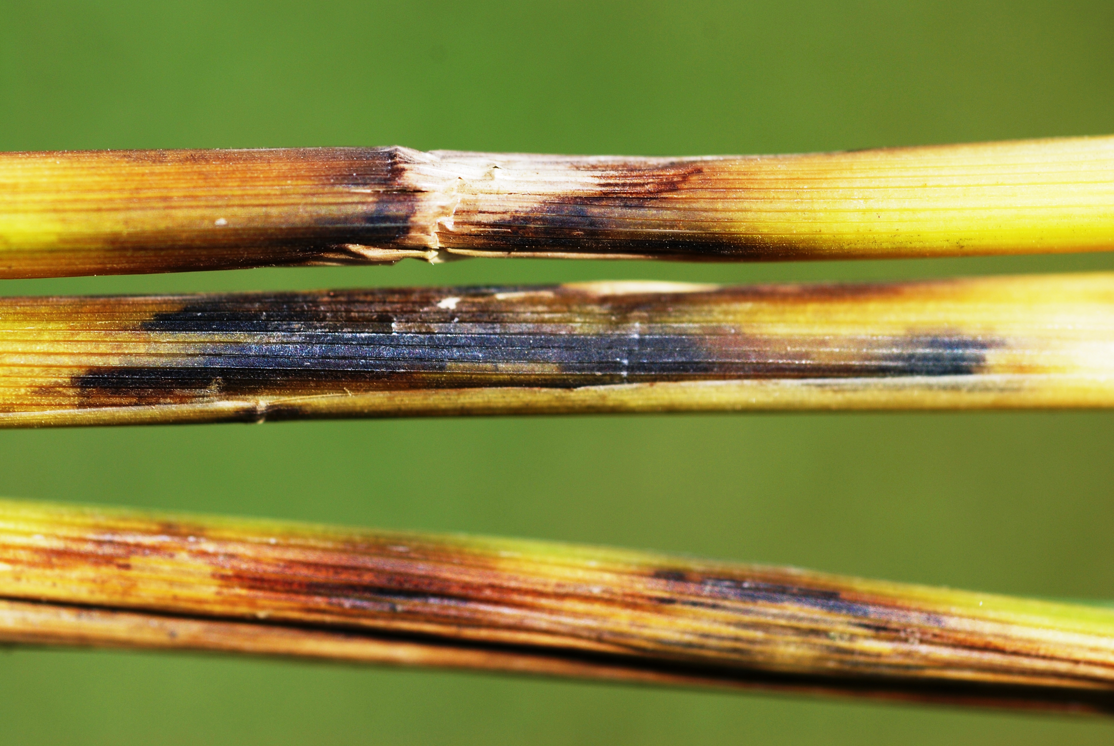 Severe Symptoms of Infection