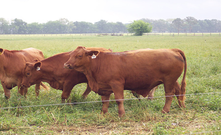Steers on ryegrass, rye, clover mix pastures (March 2012)