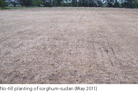 No-till planting of sorghum-sudan (May 2011)