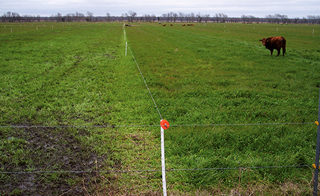 Pastures were rotationally stocked. Ryegrass, rye, clover mix