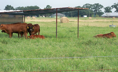 Steers on Tifton-85 bermudagrass (July 2012). Photos by Guillermo Scaglia