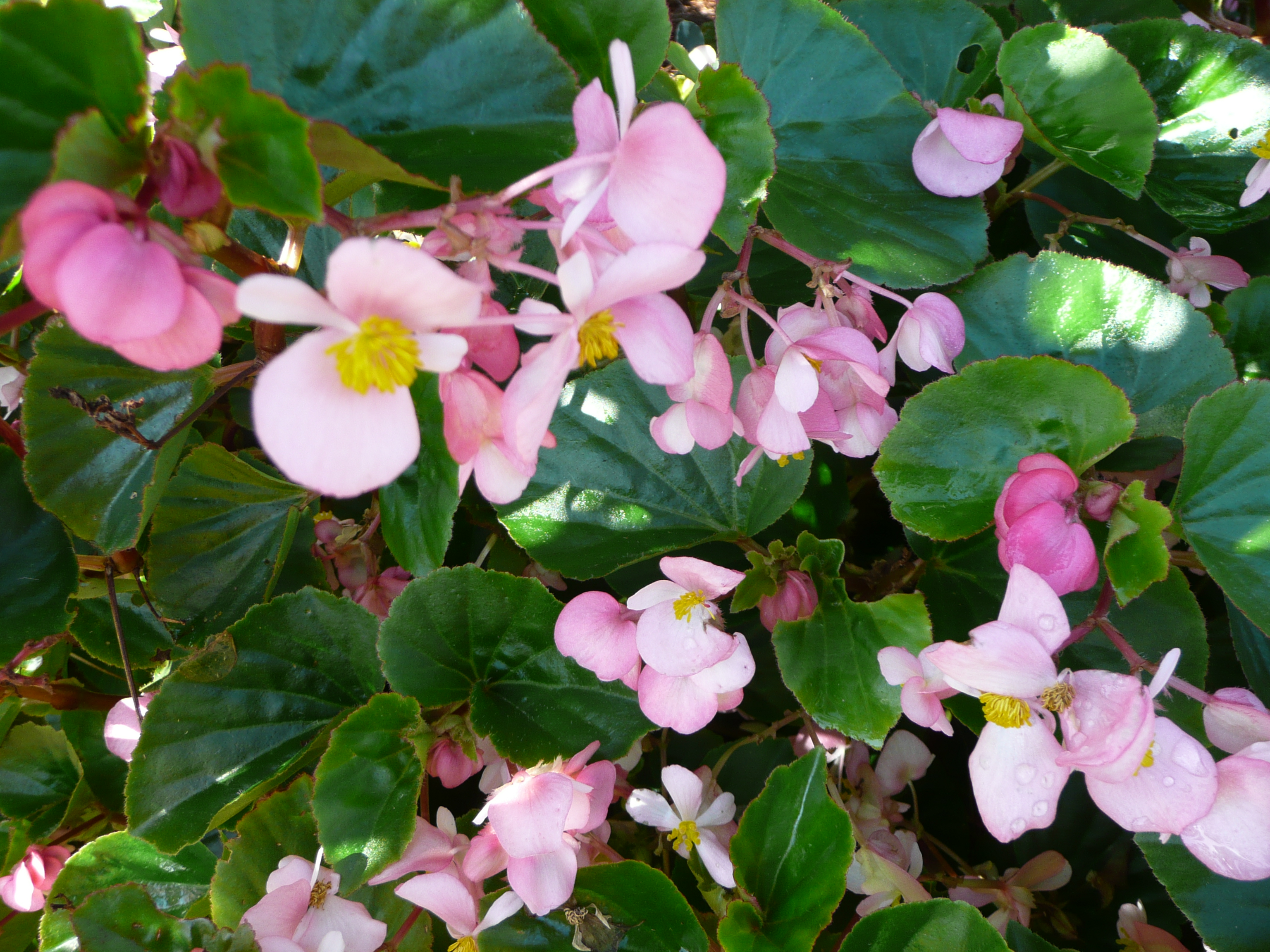 Baby Wing Begonia – Louisiana Super Plant Spring 