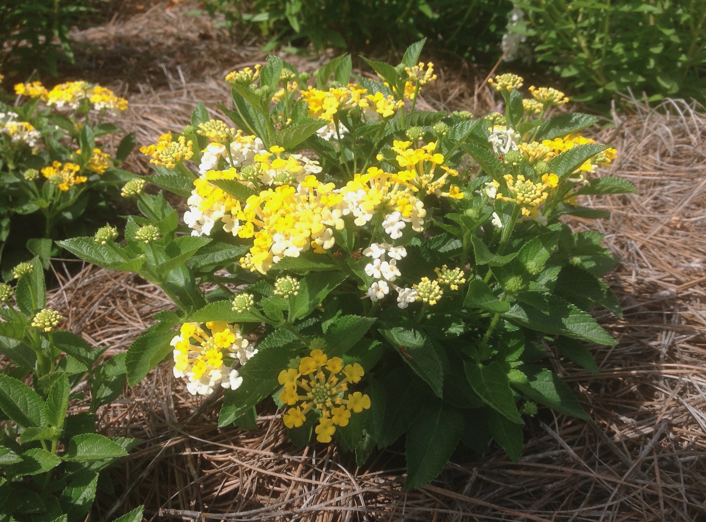 Bandana Lantana – Ornamental Plant of the Week for July 14, 2014