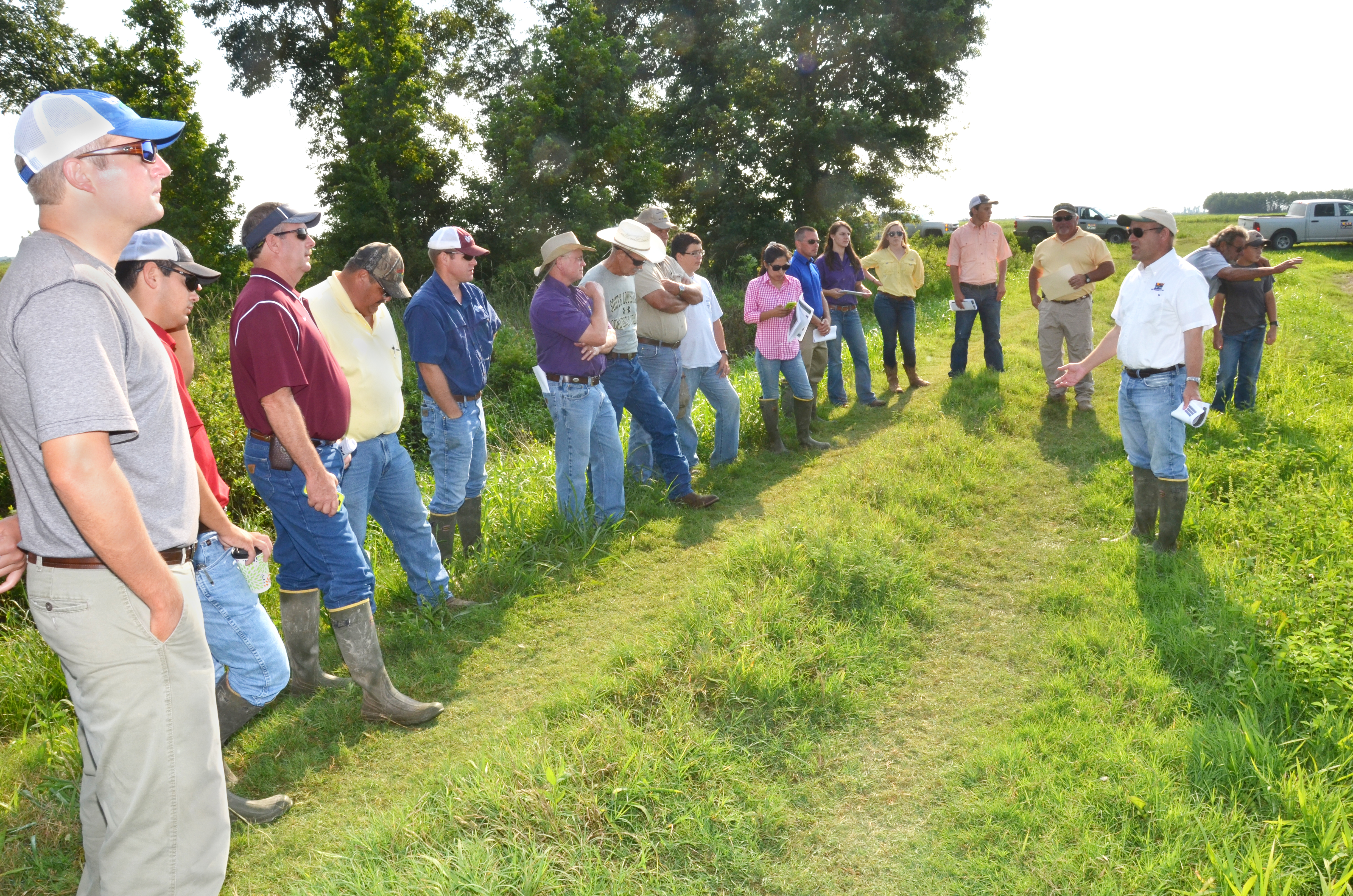 Soil fungus leads to more weevil pests in rice