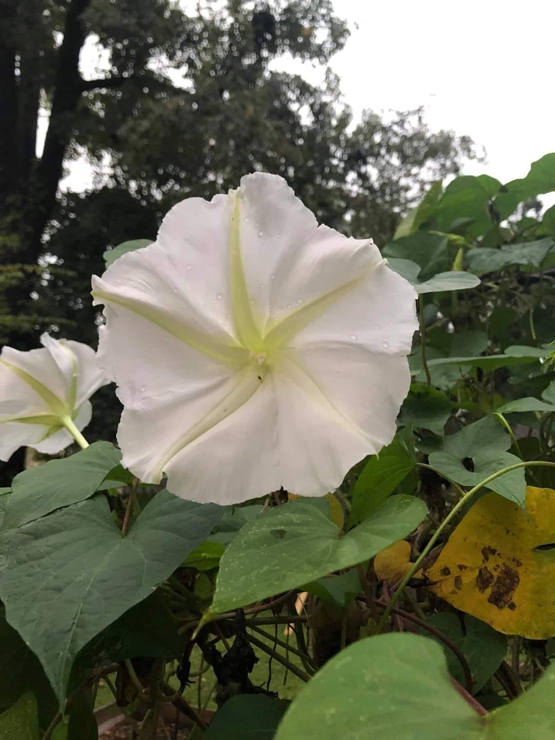 Native plants, moon gardens and cyber lime are gardening trends to watch in 2024