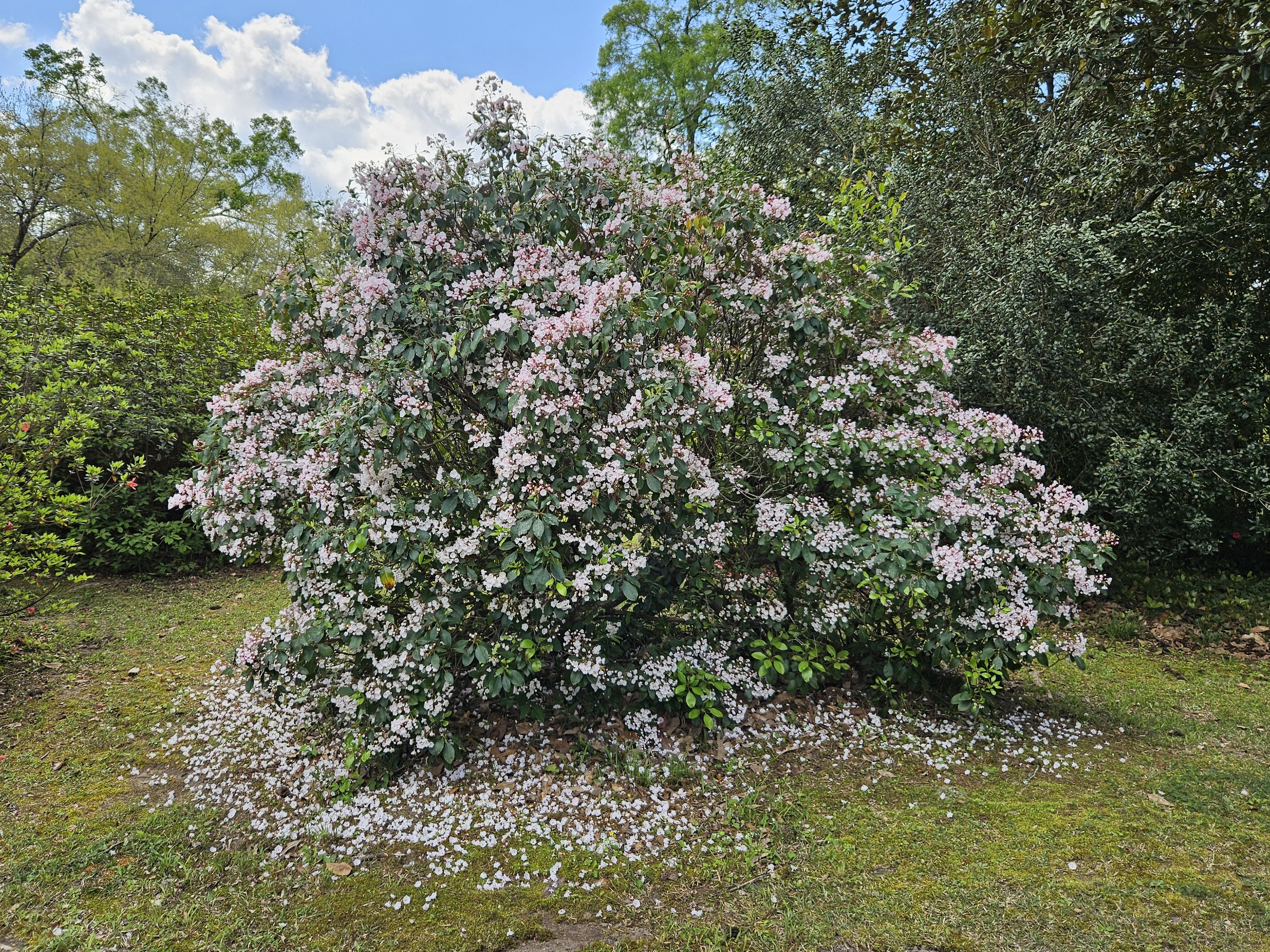 Washington Parish Natives: Longleaf Pines to Mountain Laurels