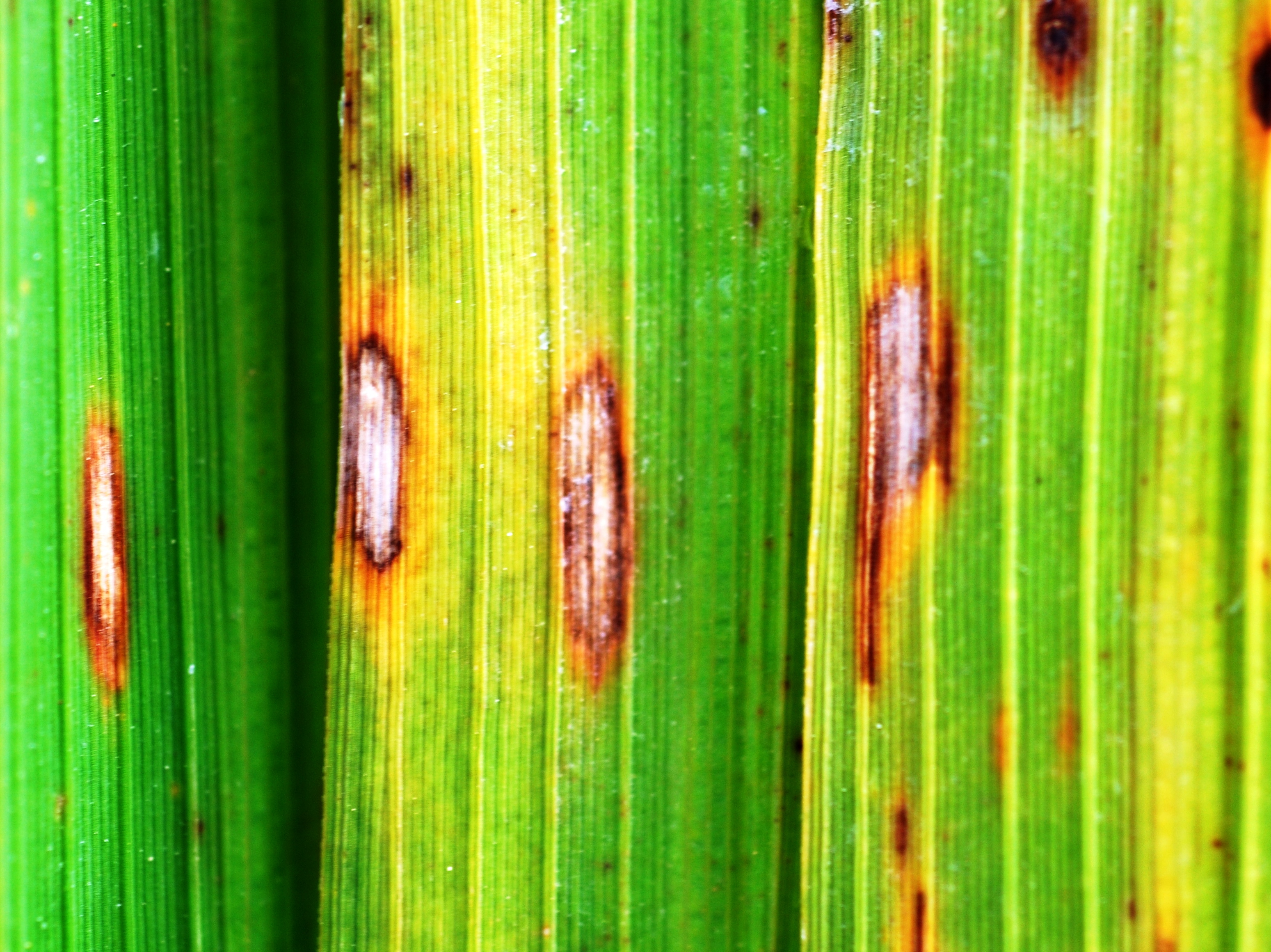 Multiple Lesions On Rice Leaves