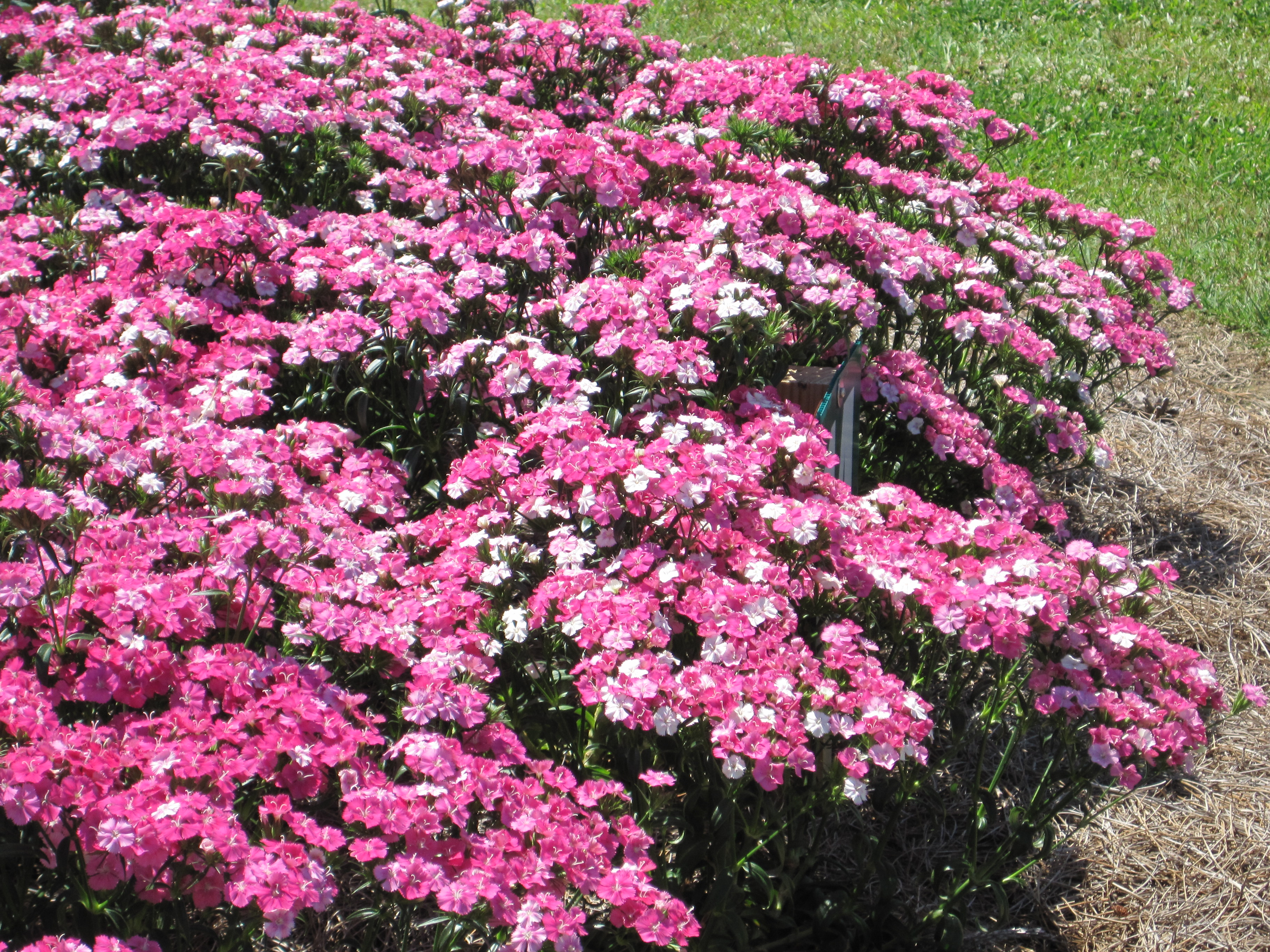 Amazon Rose Magic dianthus