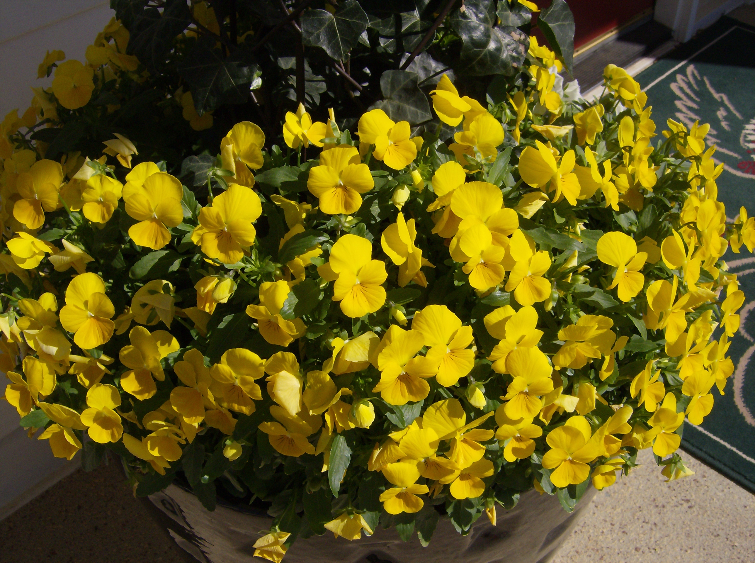 Sorbet viola