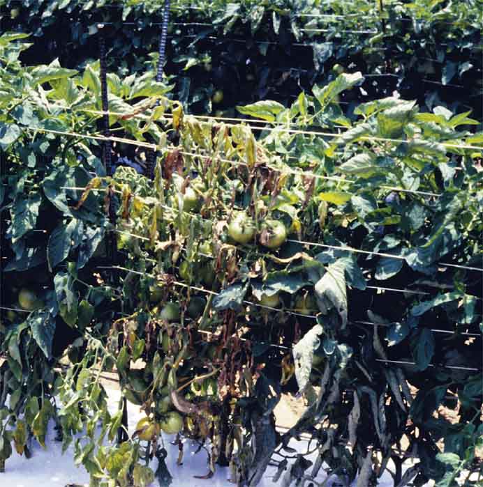Efficacy of PCNB for the Management of Southern Blight in Fresh Market Tomatoes