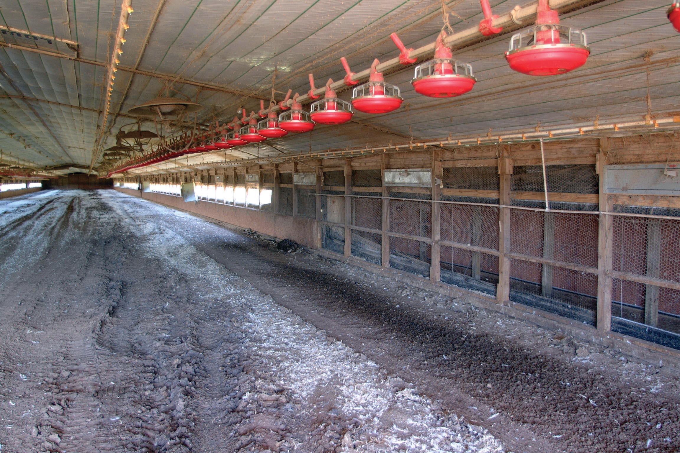 Using hay harvest to reduce elevated soil phosphorus