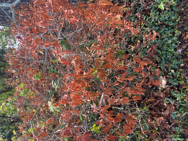 Managing drought stress in trees and shrubs