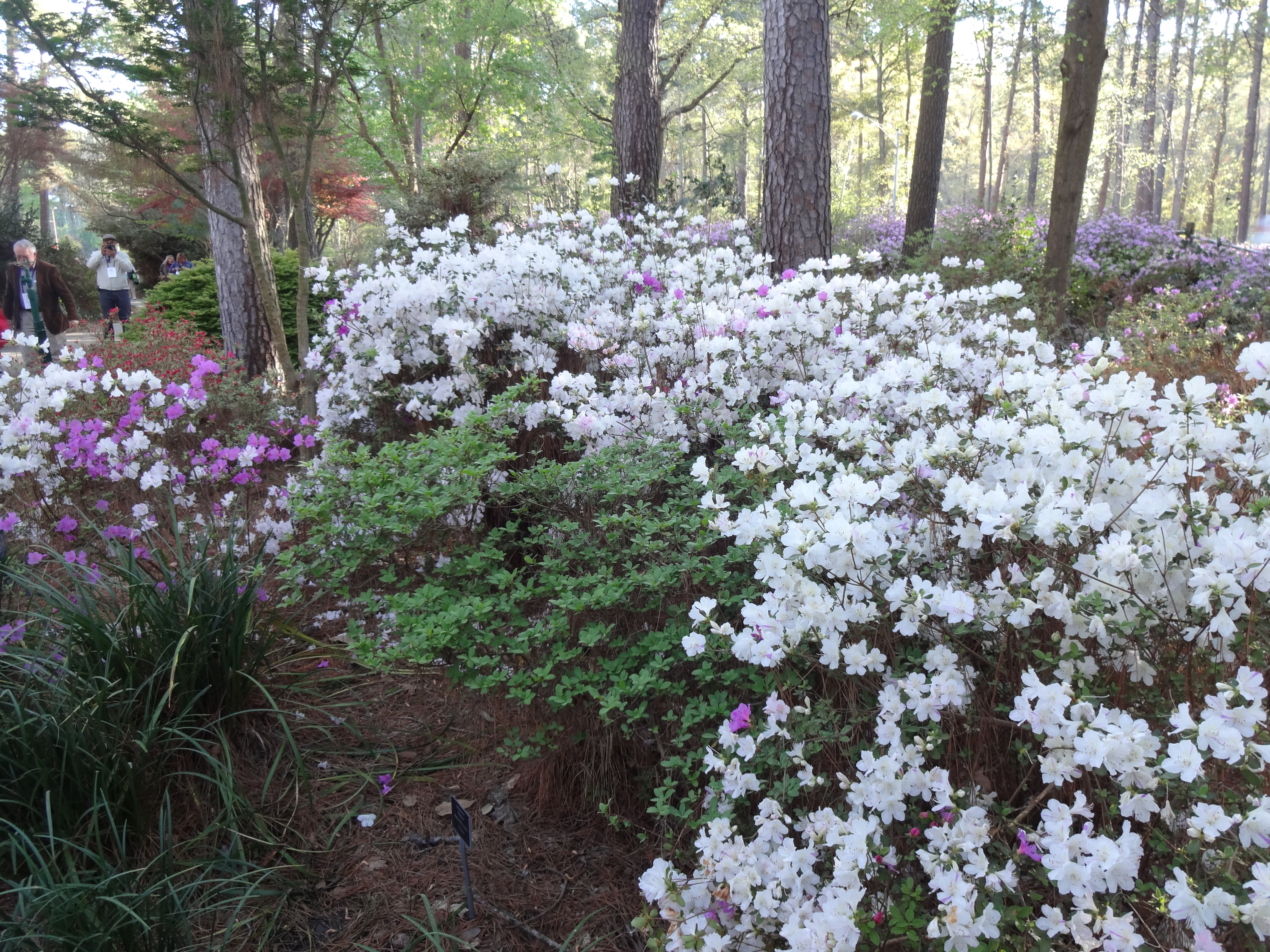 Early April is azalea time in Louisiana