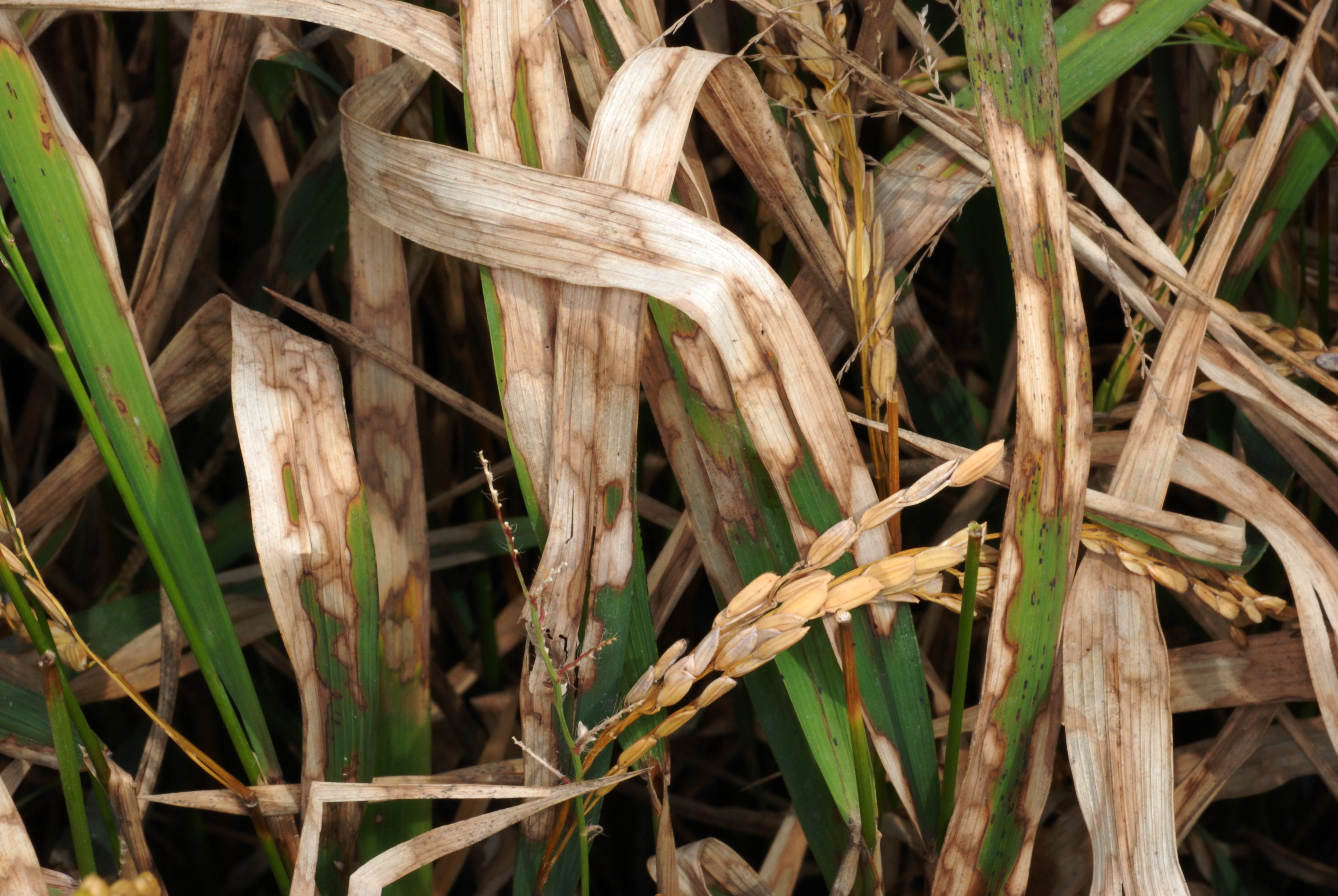 Late-Season Damage