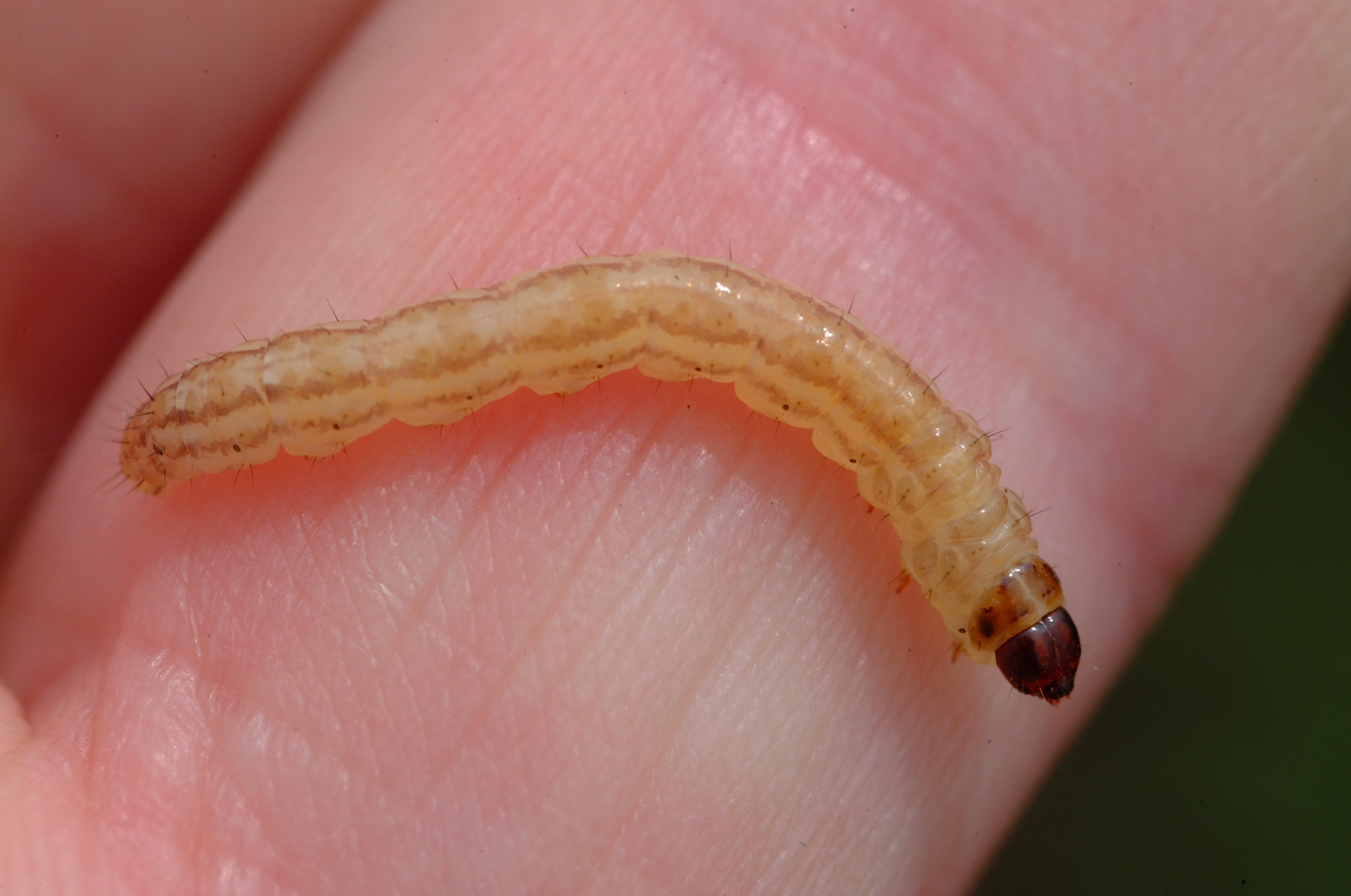 Rice Stalk Borer Larva