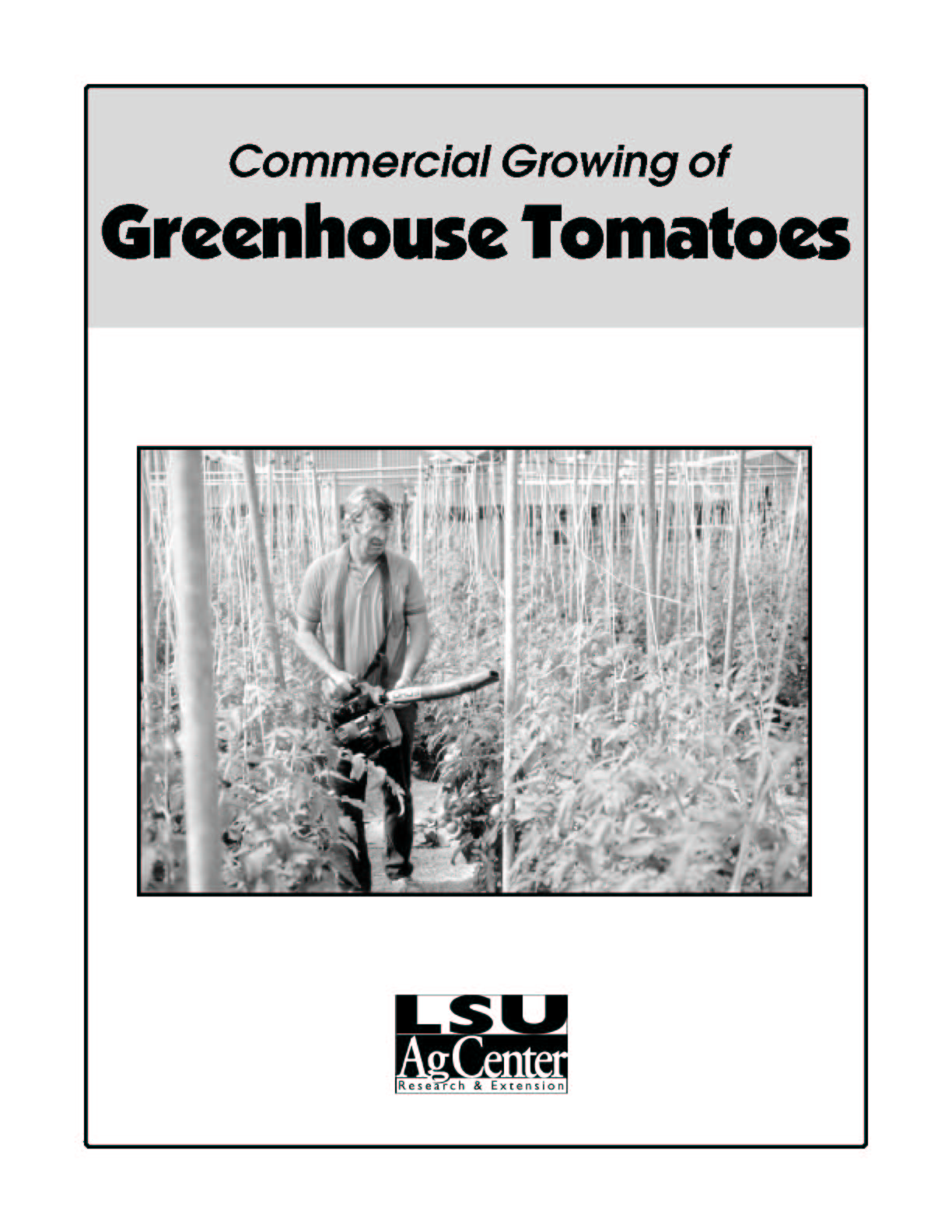Commercial Growing of Greenhouse Tomatoes