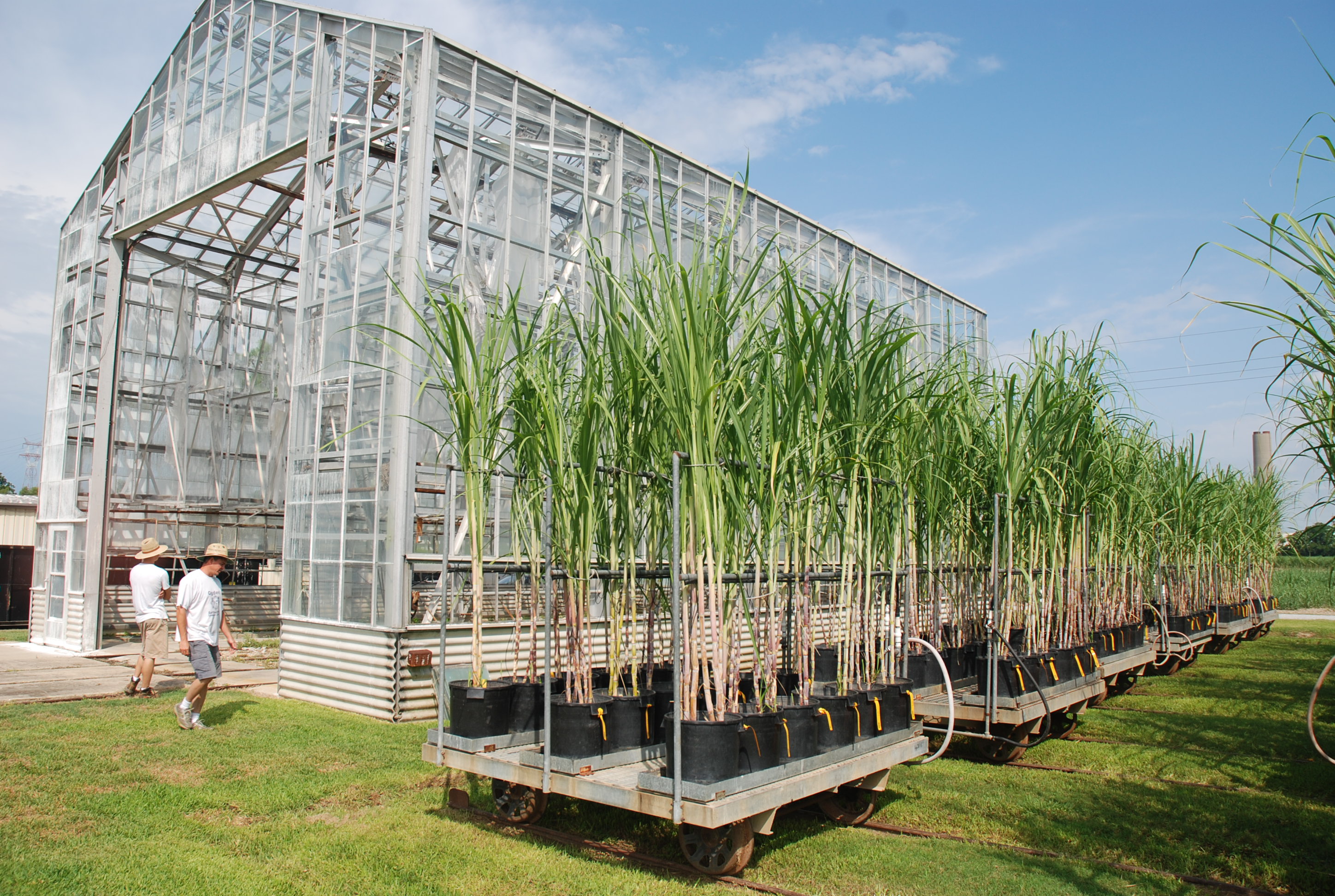 Savoie Industries creates endowment for sugar research internship 