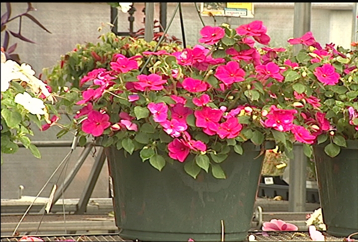 Hanging baskets add 'nice touch' to shady areas