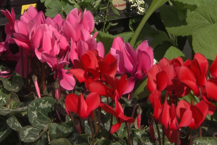 Cool-season bedding plants also include shade lovers